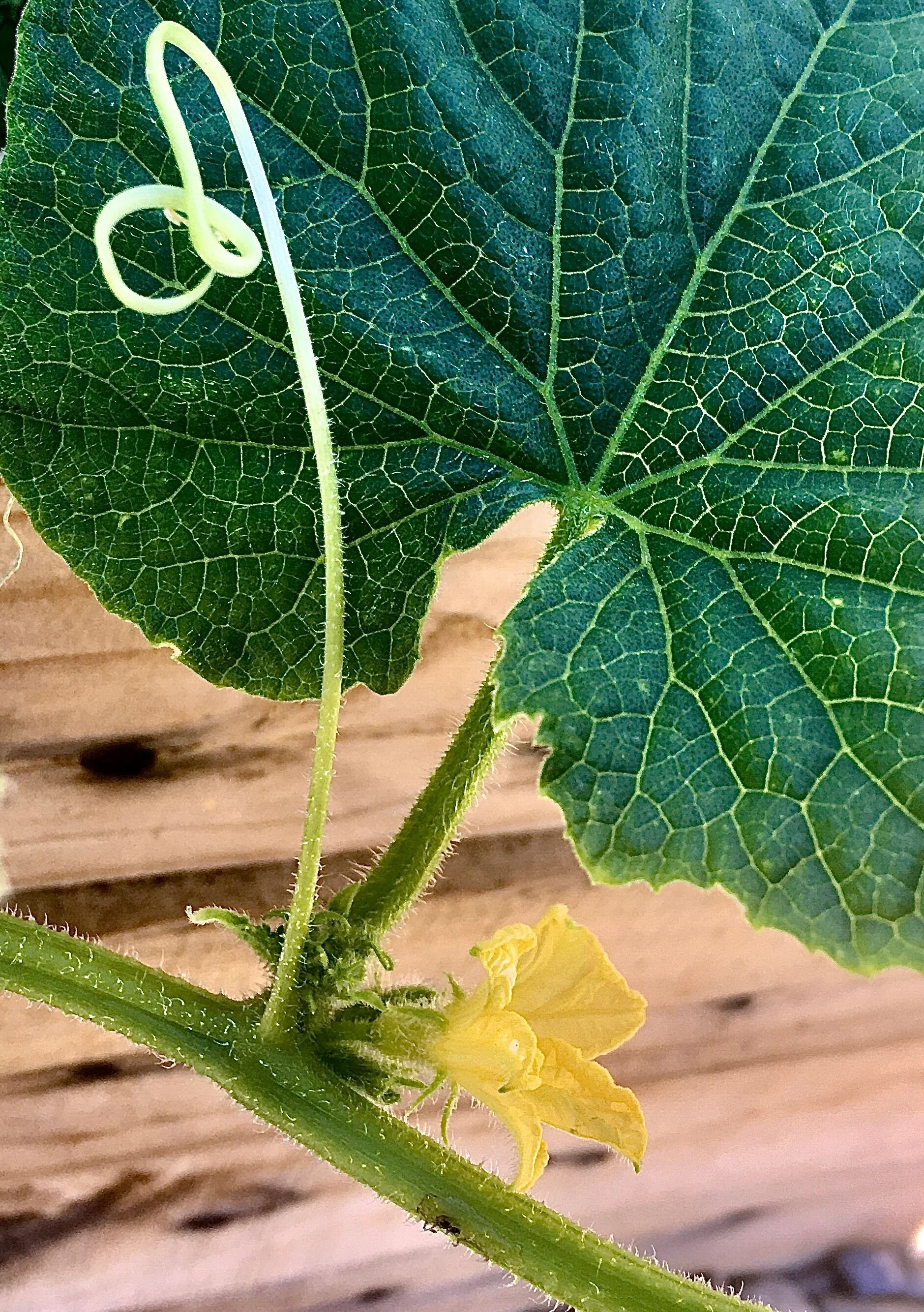 squashblossom.jpg