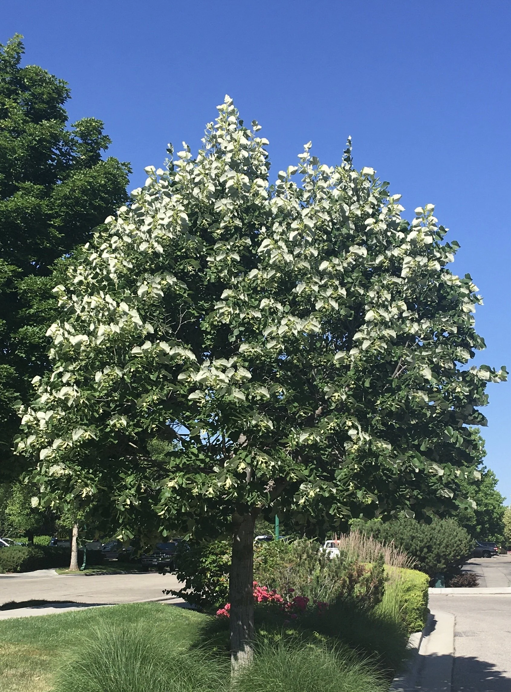Silver Linden