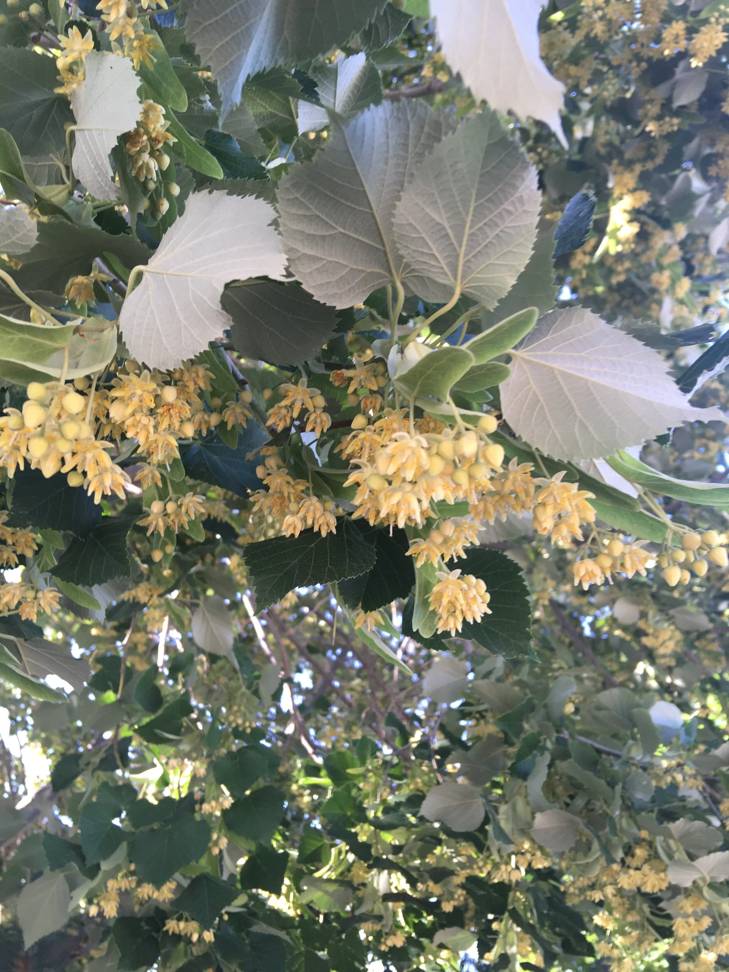 Linden Blossoms