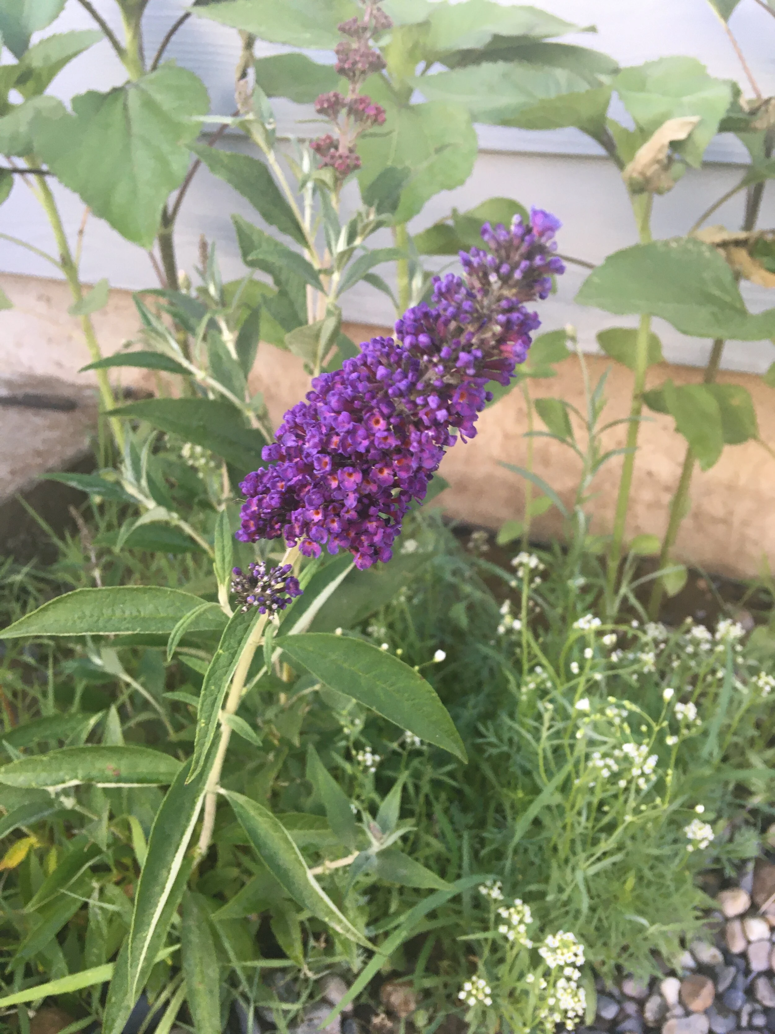 2021-06-30 07.12.37.jpg