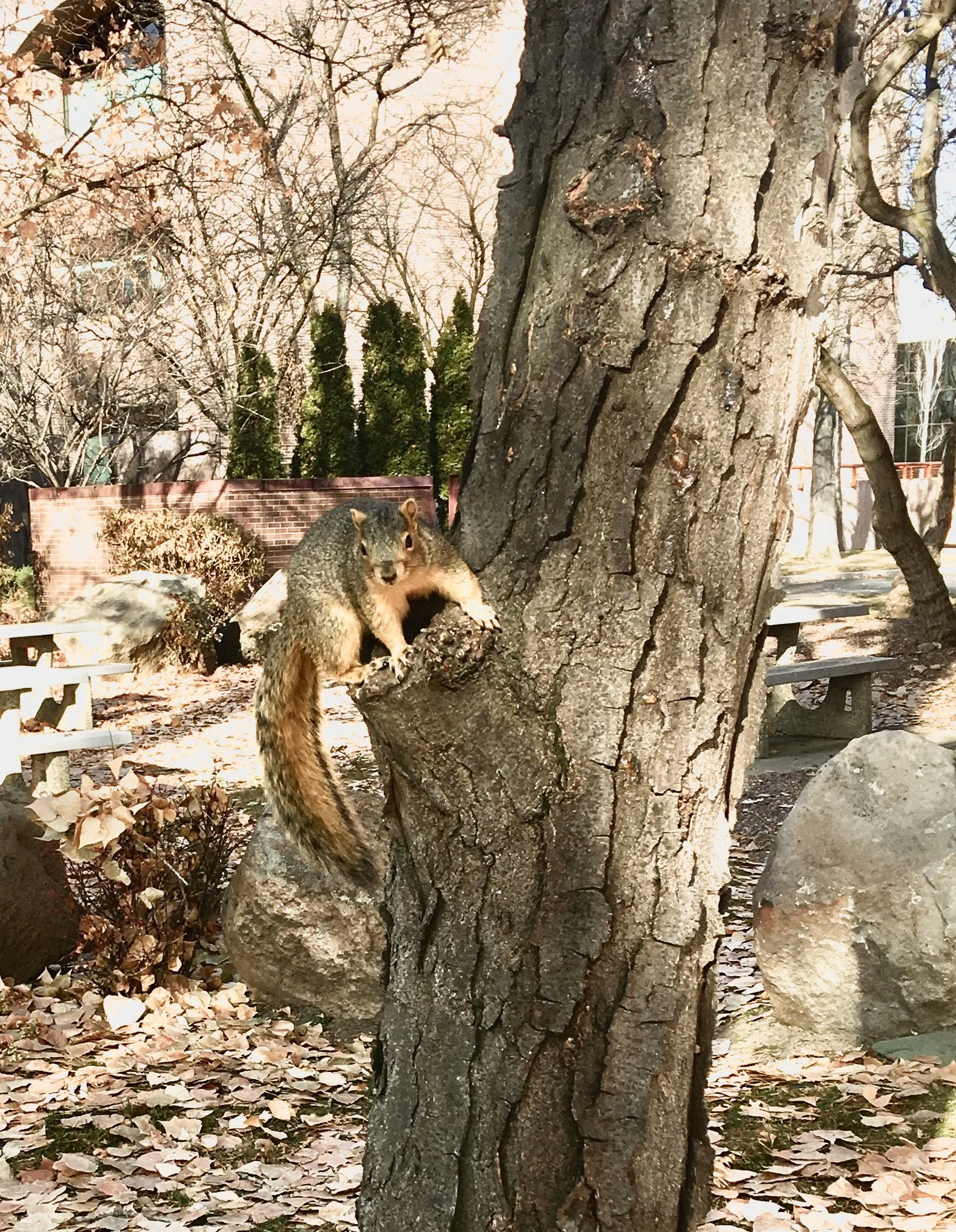 Eastern Fox Squirrel.jpg