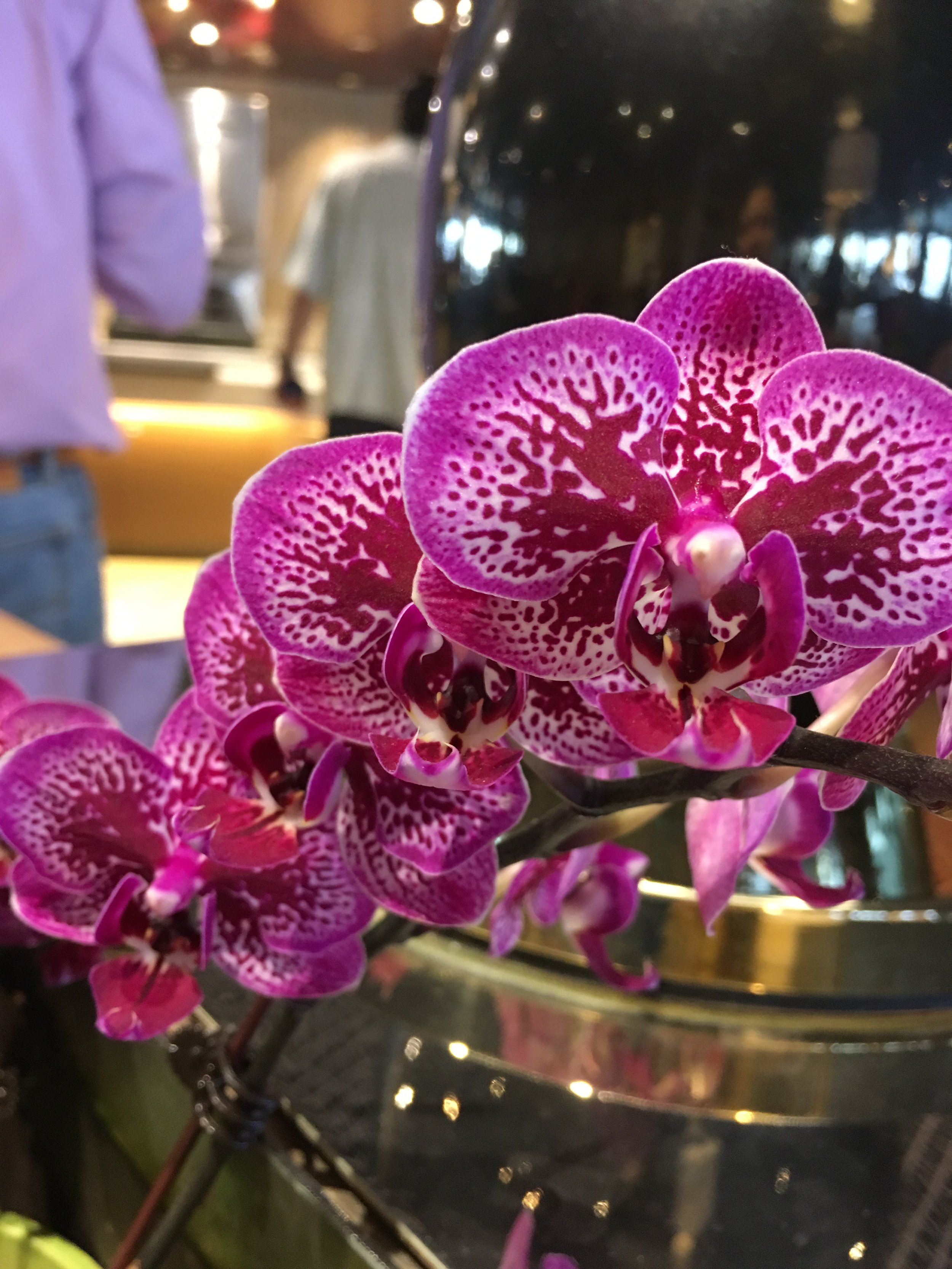 2018-02-11 Orchid.jpg