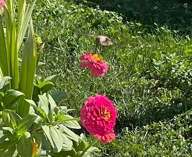 Hummingbird -1.jpg