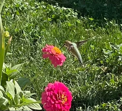 Hummingbird -2.jpg