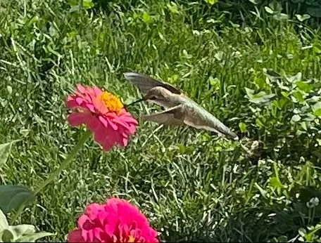 Hummingbird -3.jpg
