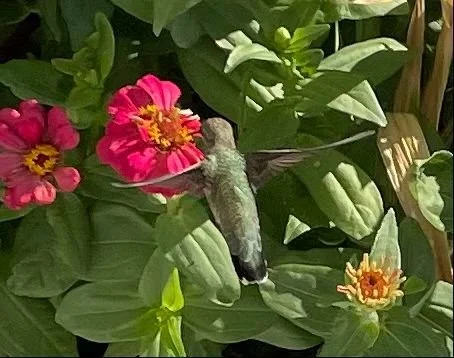 Hummingbird -4.jpg