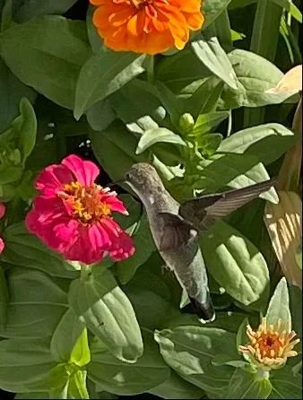 Hummingbird -5.jpg
