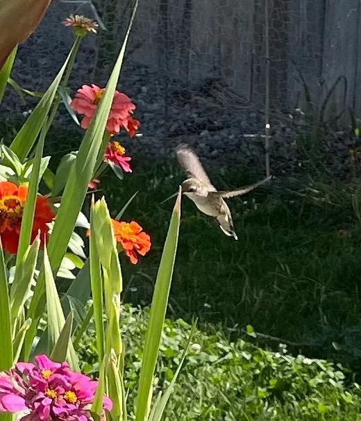 Hummingbird -6.jpg