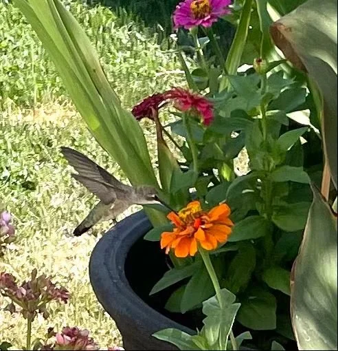 Hummingbird -7.jpg