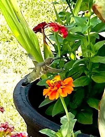 Hummingbird -8.jpg