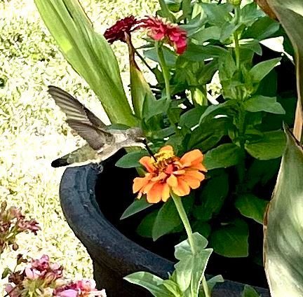 Hummingbird -9.jpg