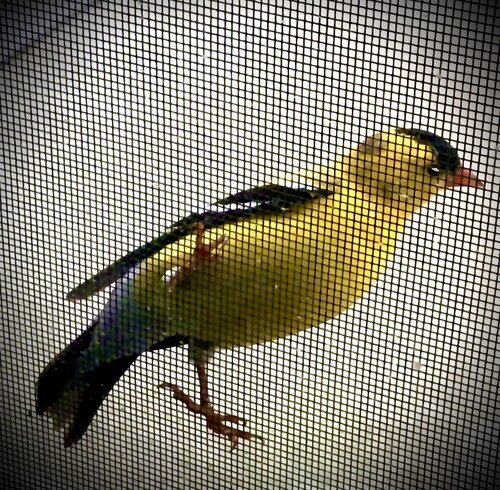 birds.jpg