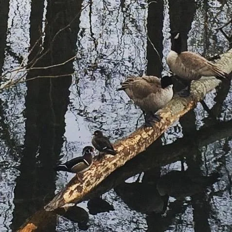 woodducks.JPG