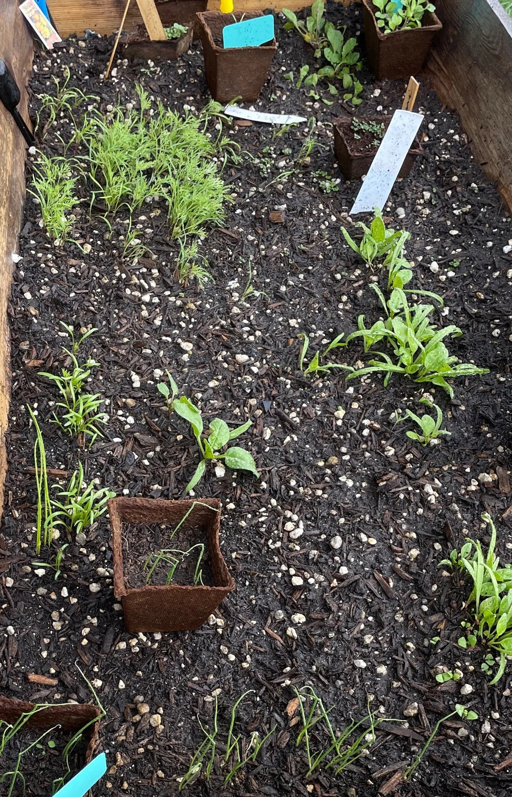 Growing Leafy Greens β Outwriter Books & Travel