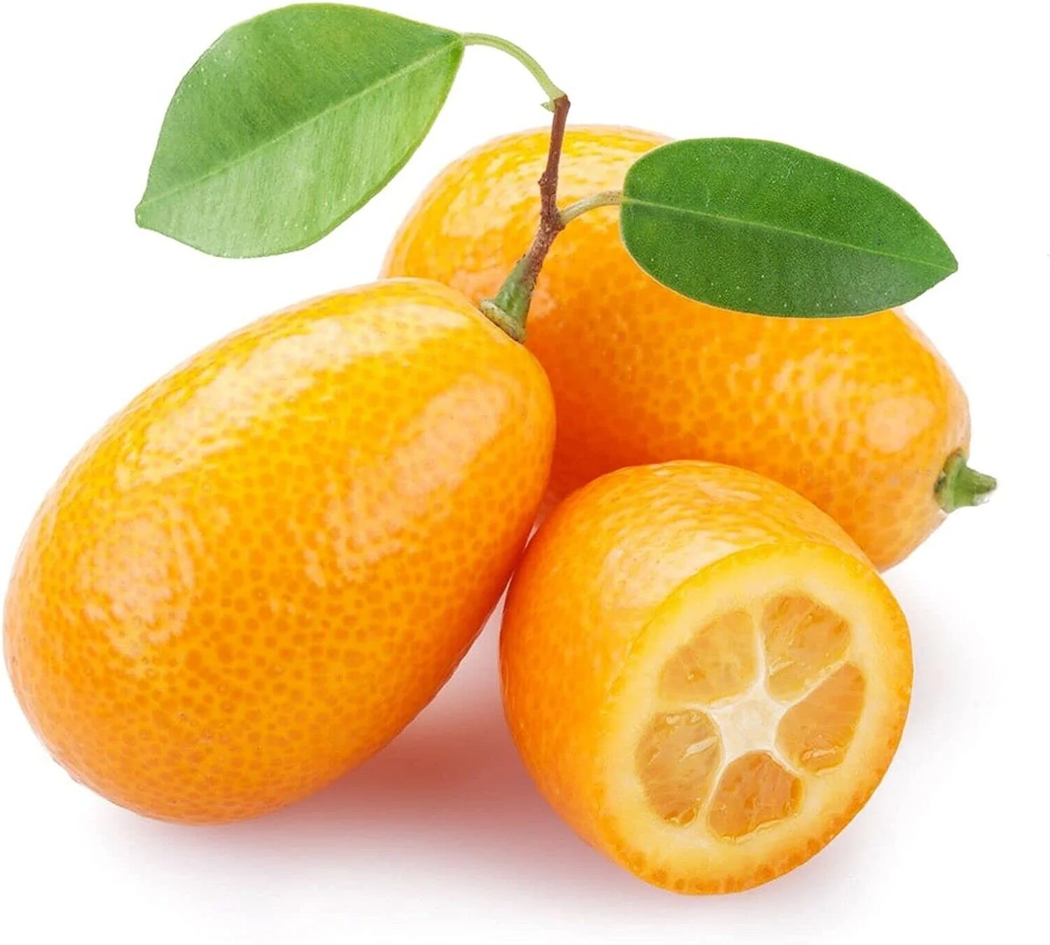 Kumquat Festival — Outwriter Books & Travel