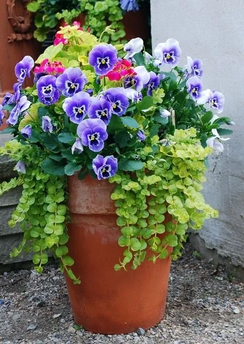 d52ef484a36b62d6e8437391dcd35380--container-plants-container-flowers.jpeg