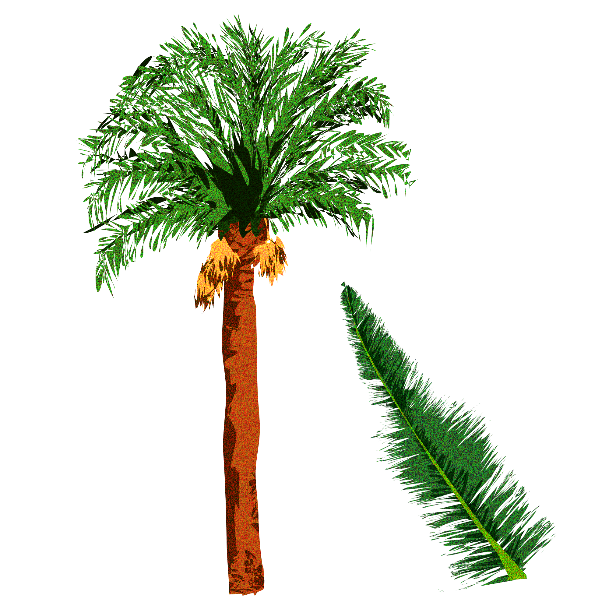 02_CanaryIslandDatePalm_1.png
