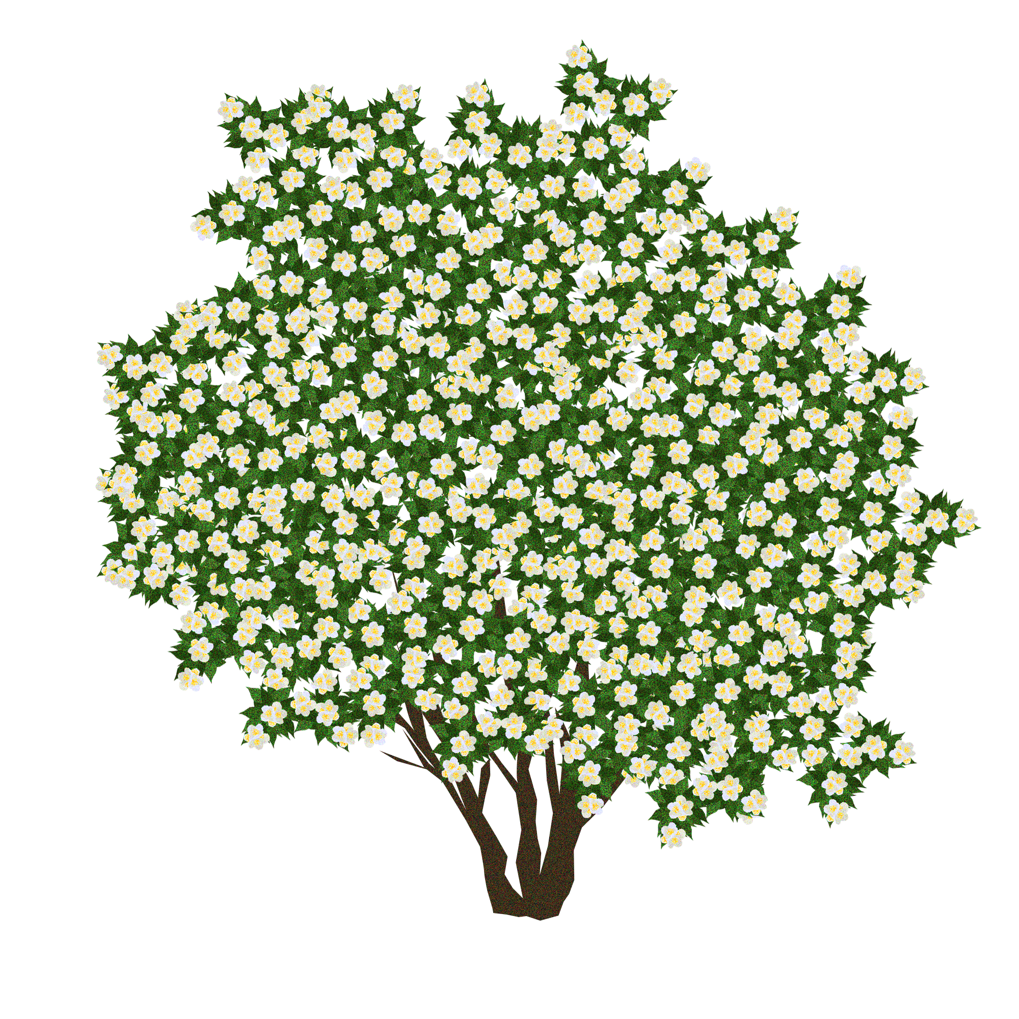 12_Jasmine_1.png