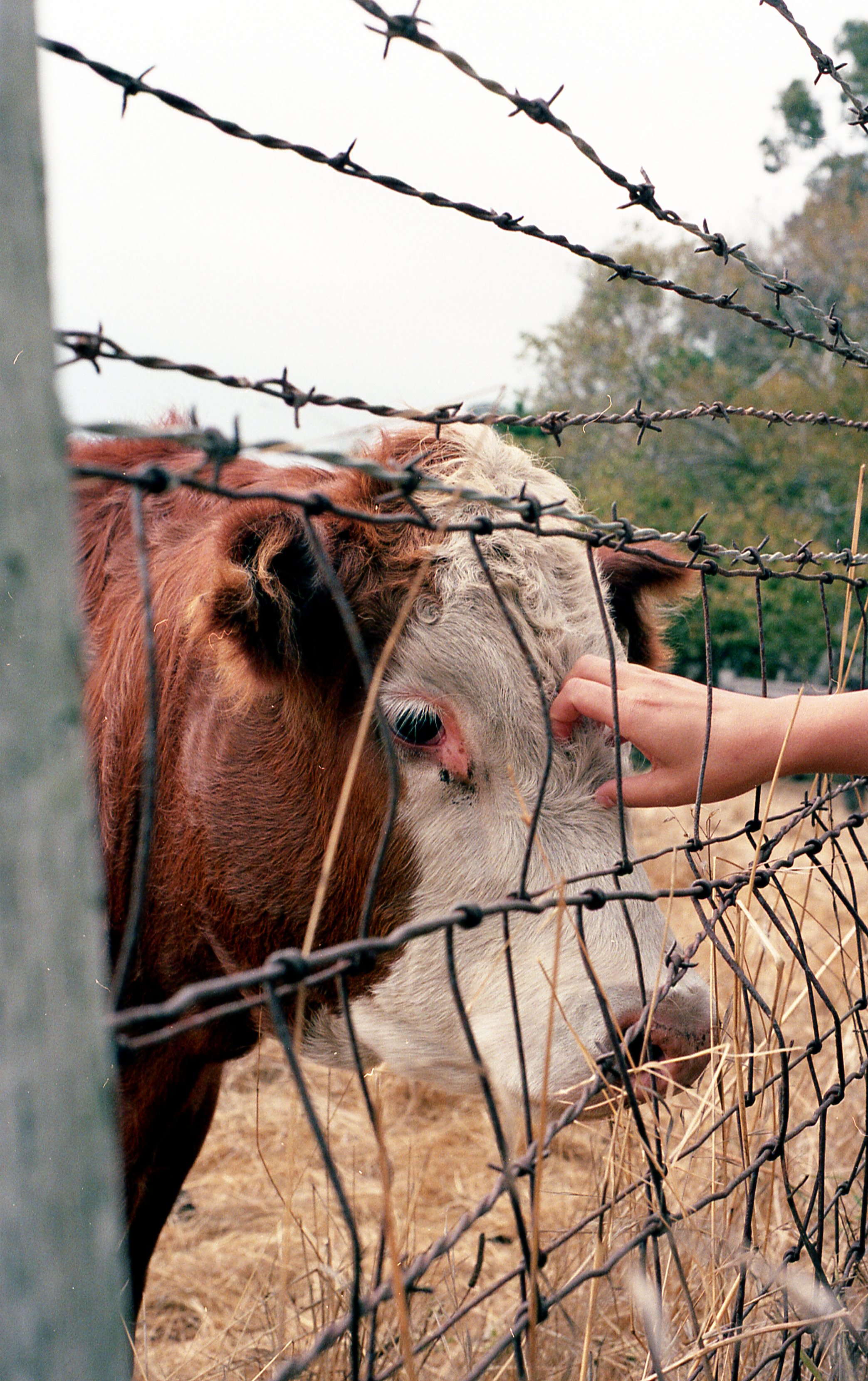 A person touches the nose of a cow through a wire fence in a rural area.