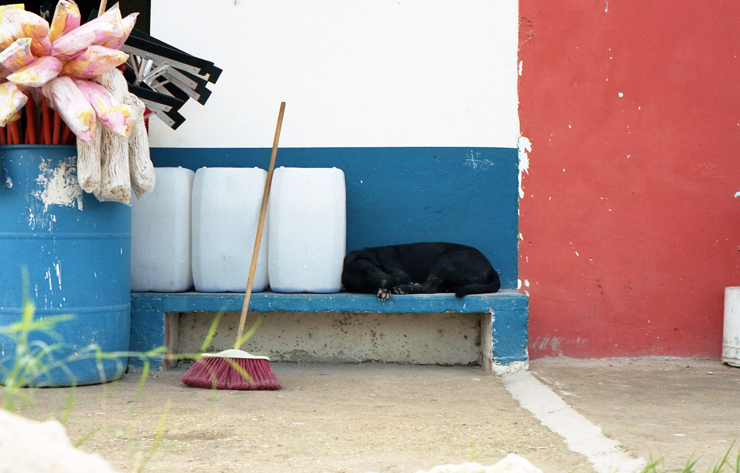 A black dog sleeping on a blue ledge next to white containers, with cleaning supplies including a broom and gloves nearby, against a wall painted with white, blue, and red sections.