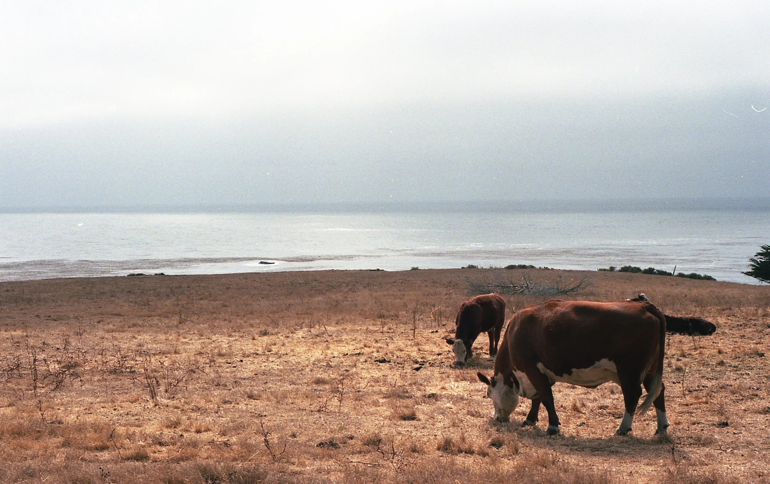   Happy Cows, Big Sur  