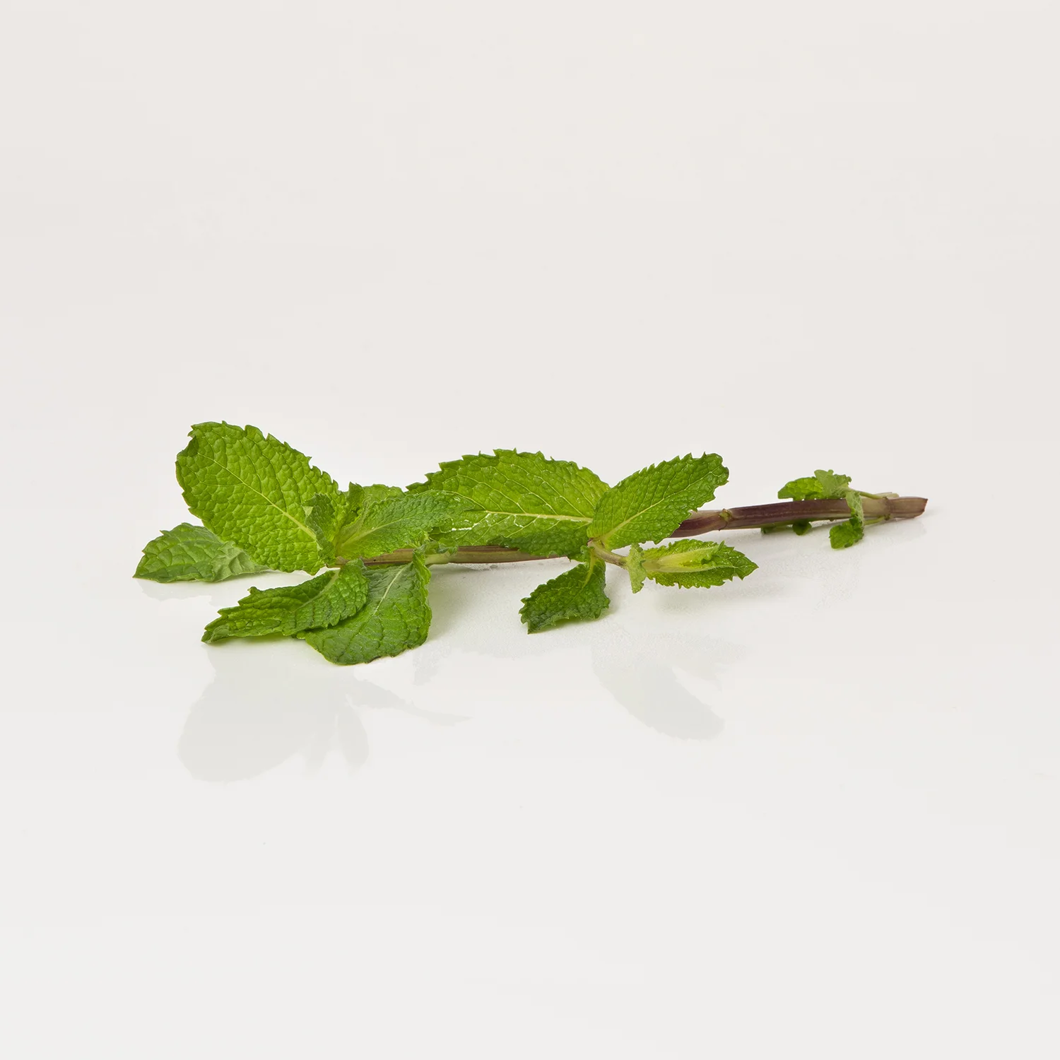 cbd-102_square.jpg