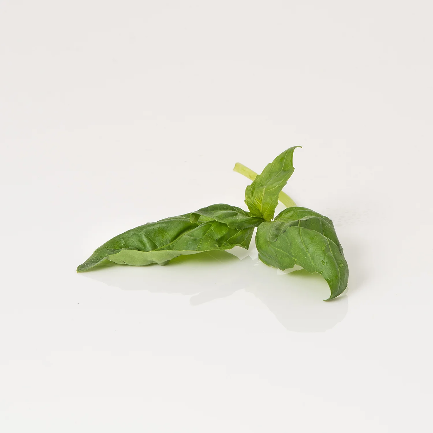 cbd-107_square.jpg