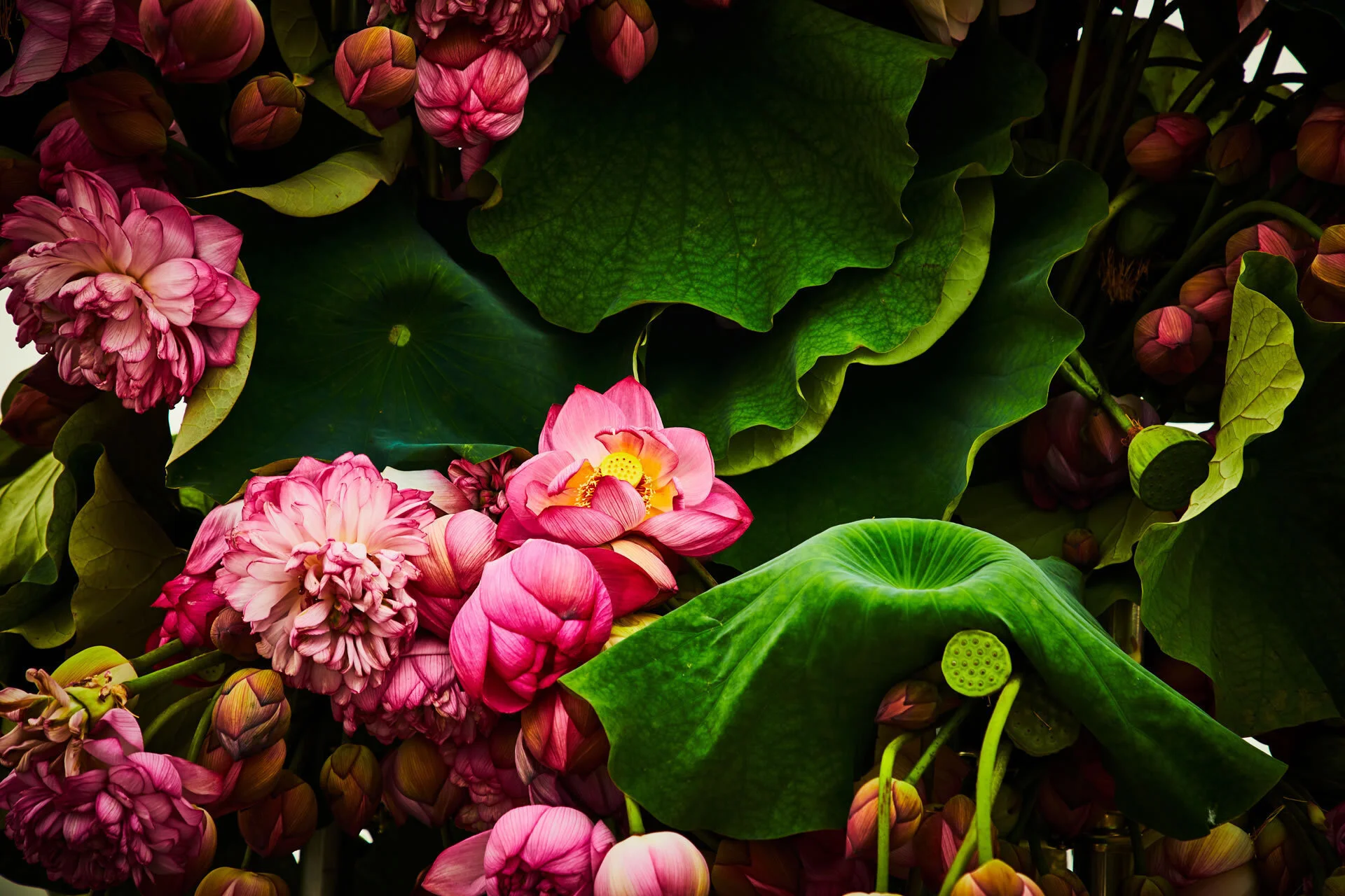 028-1P1A0497 copy.jpg