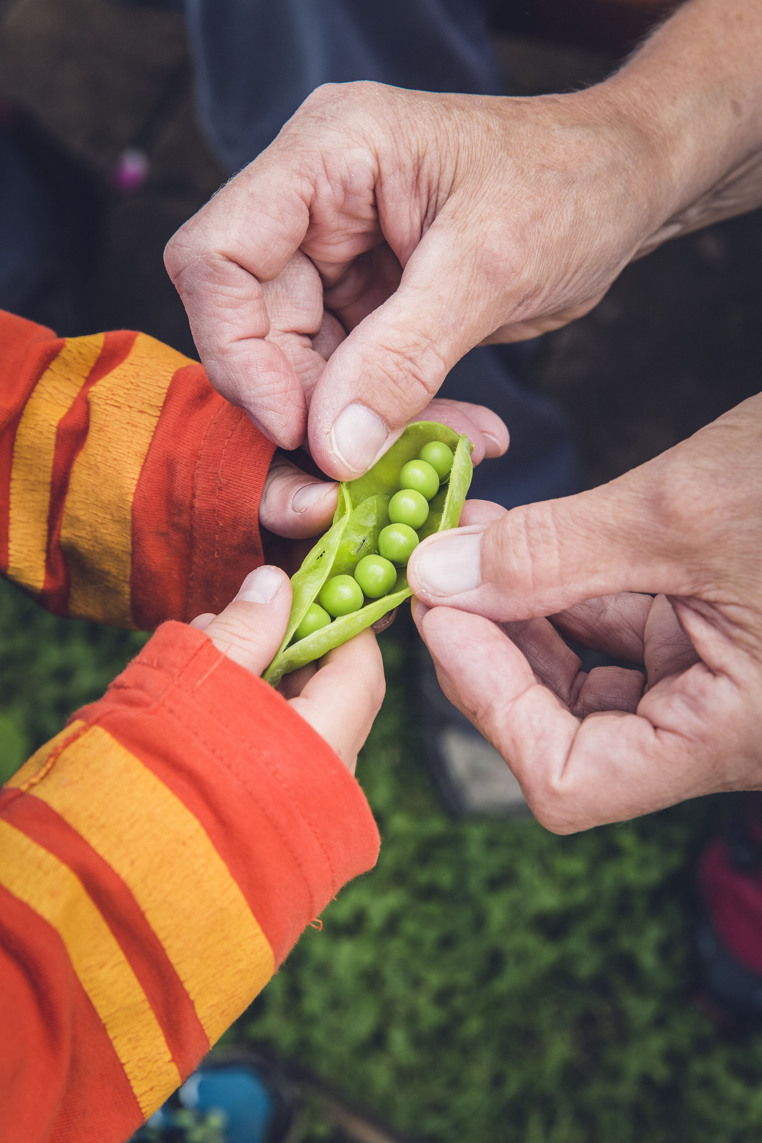 Growing Your Own Food Saves You Thousands Each Year