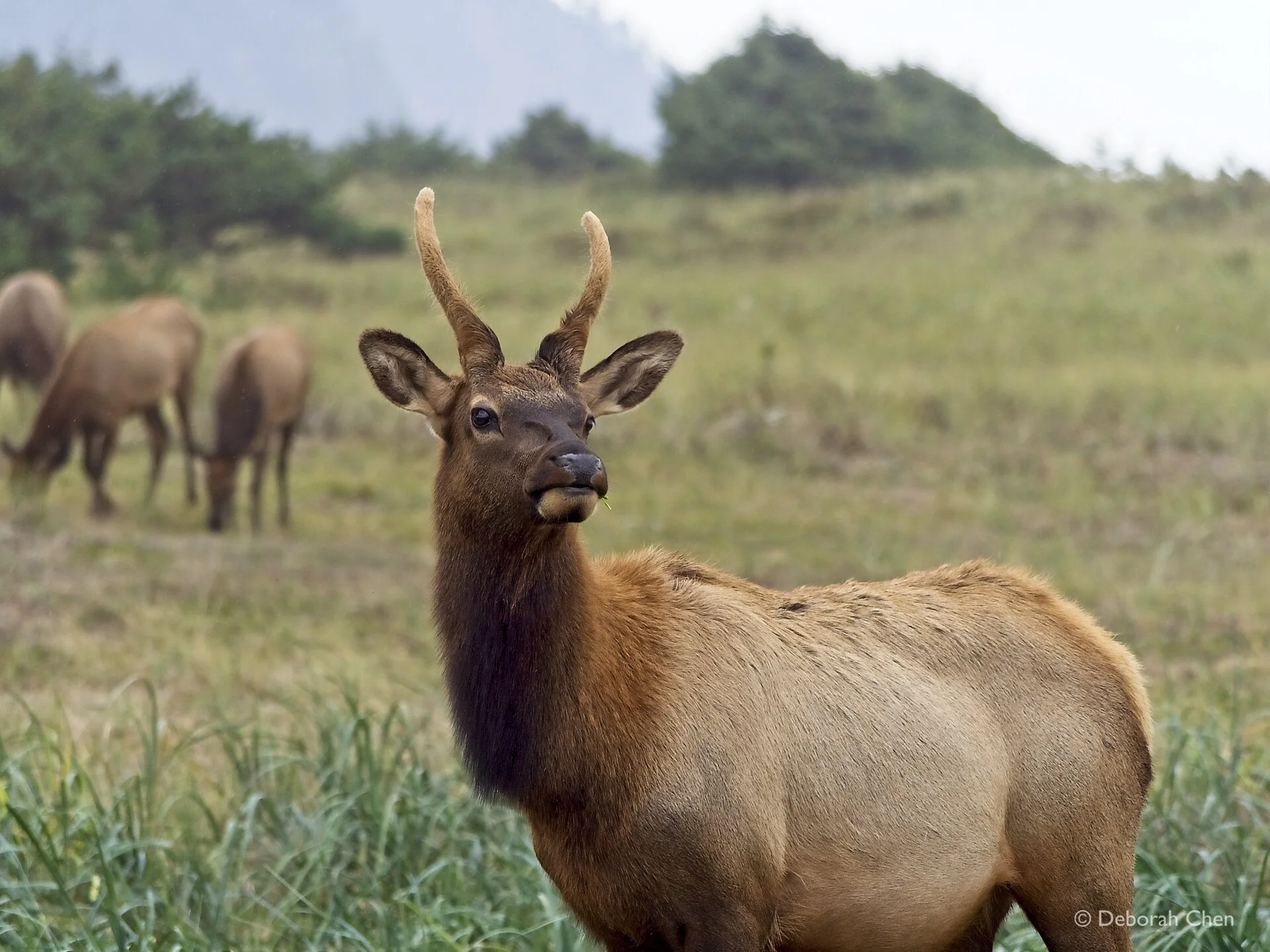 juvenile Roosevelt elk (Cervus canadensis roosevelti)