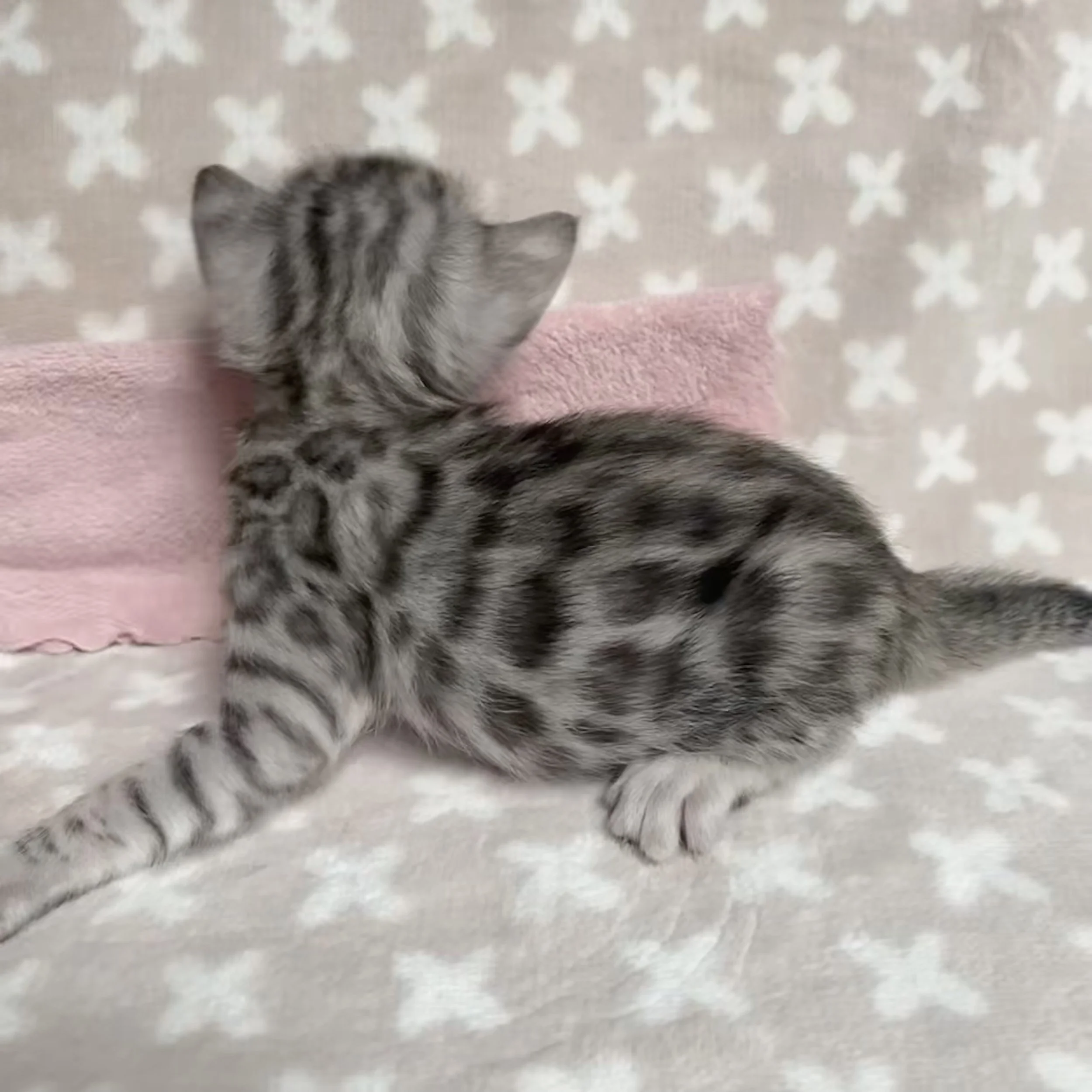 FullSizeRender 2.jpeg