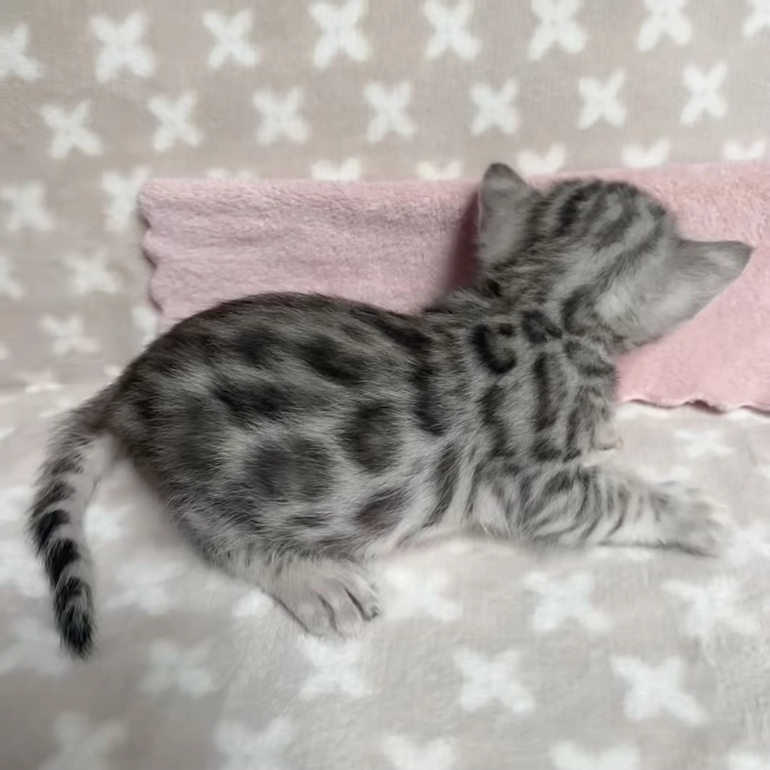 FullSizeRender 3.jpeg