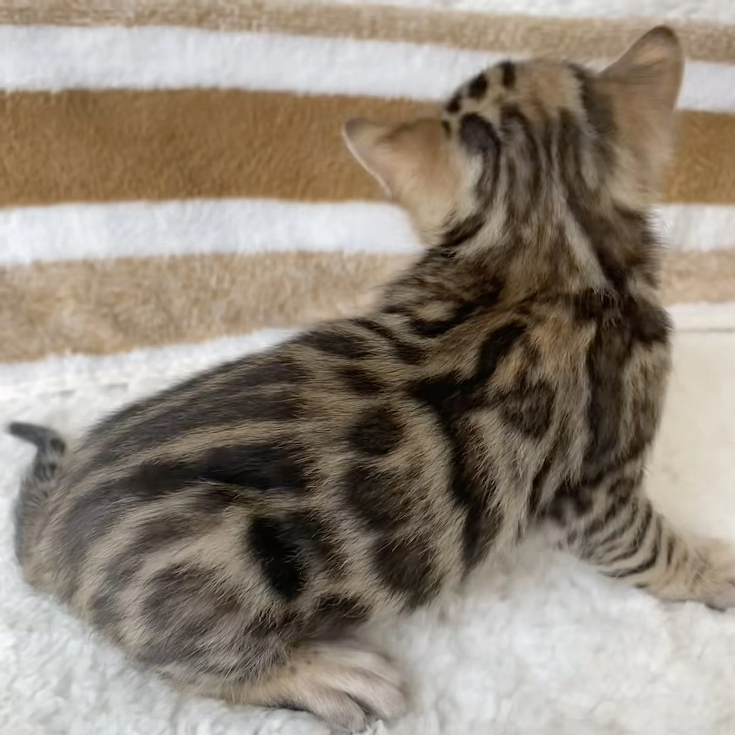 FullSizeRender 2.jpeg