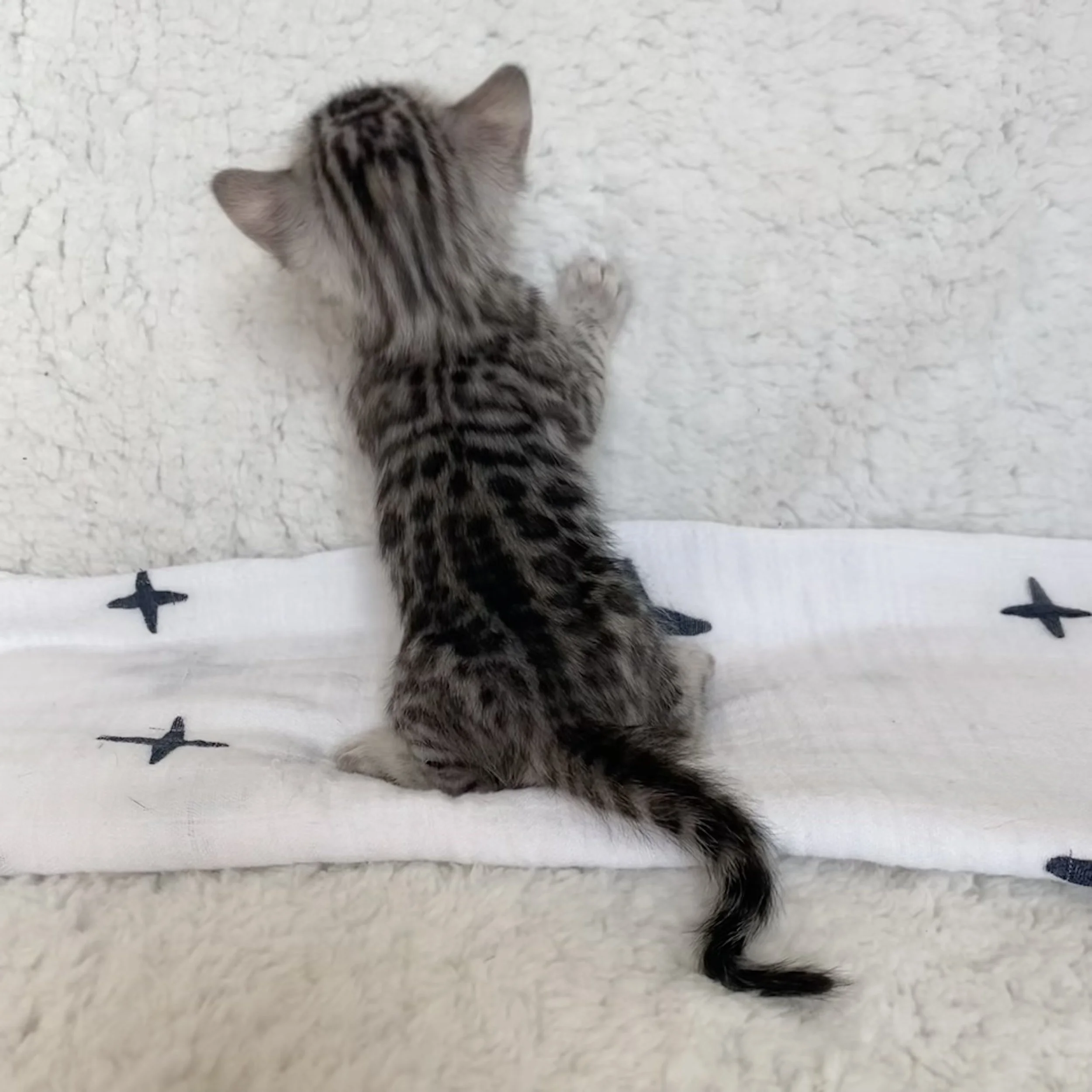 FullSizeRender 2.jpeg