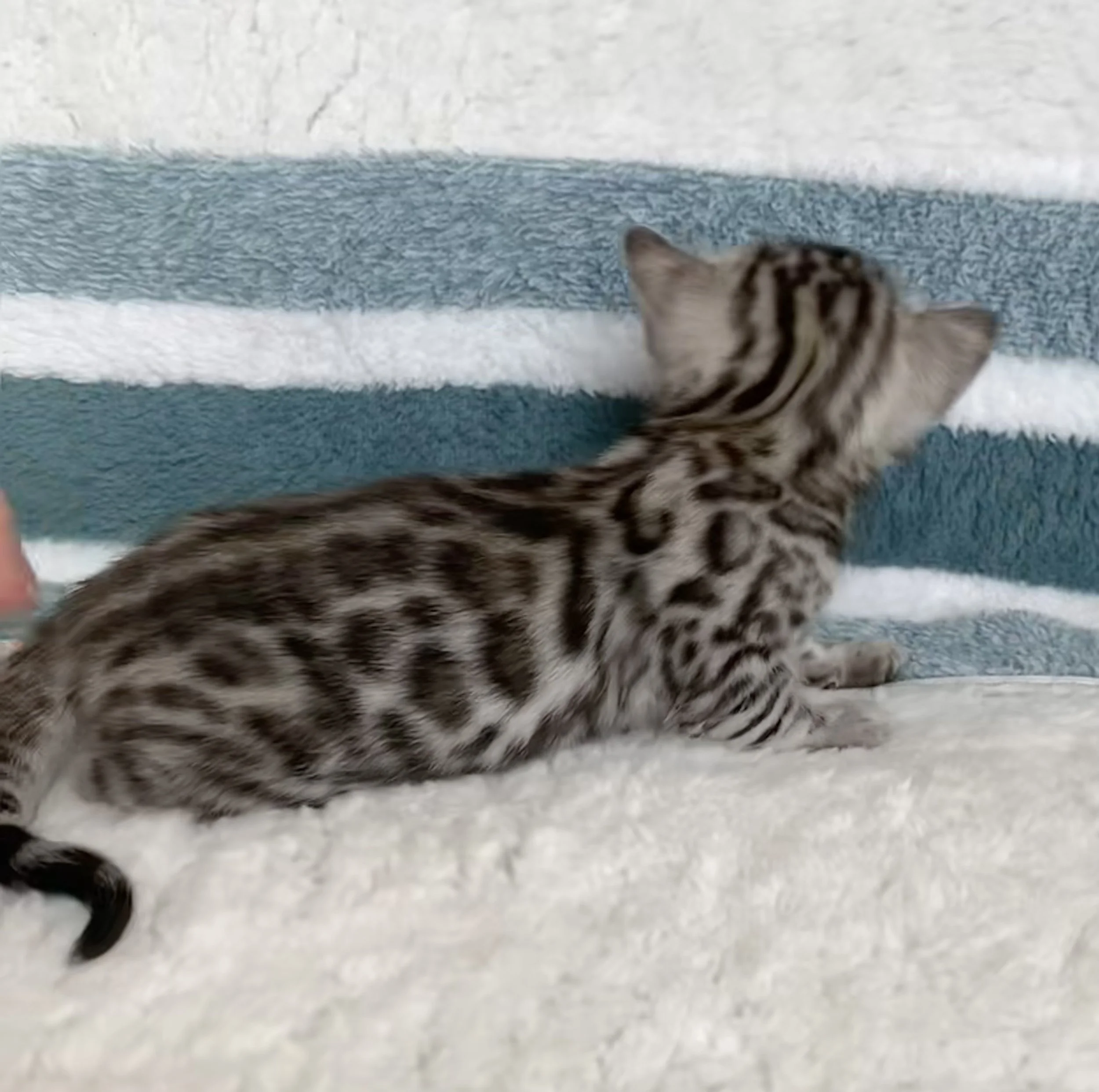 FullSizeRender 3.jpeg