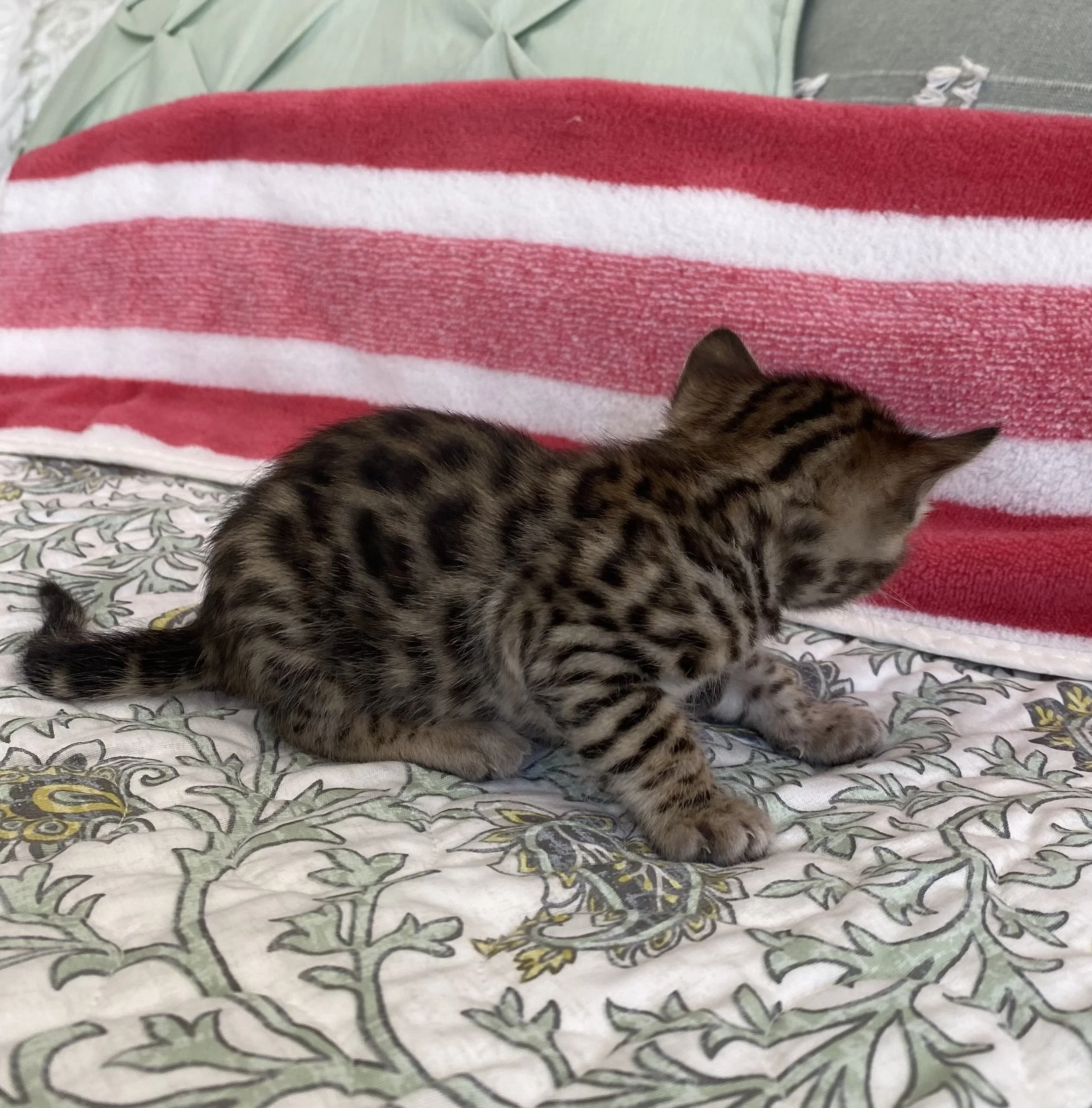 FullSizeRender 2.jpeg