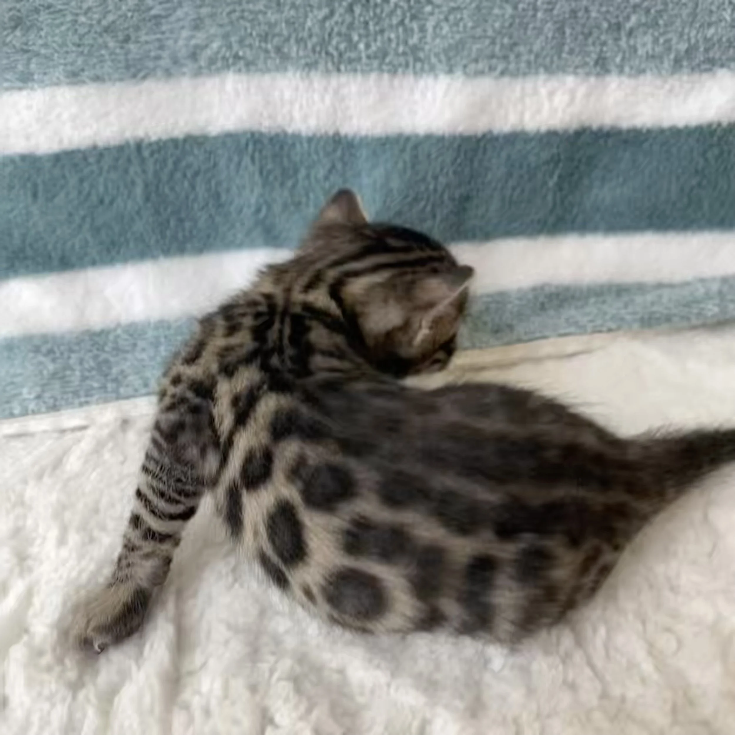 FullSizeRender 2.jpeg