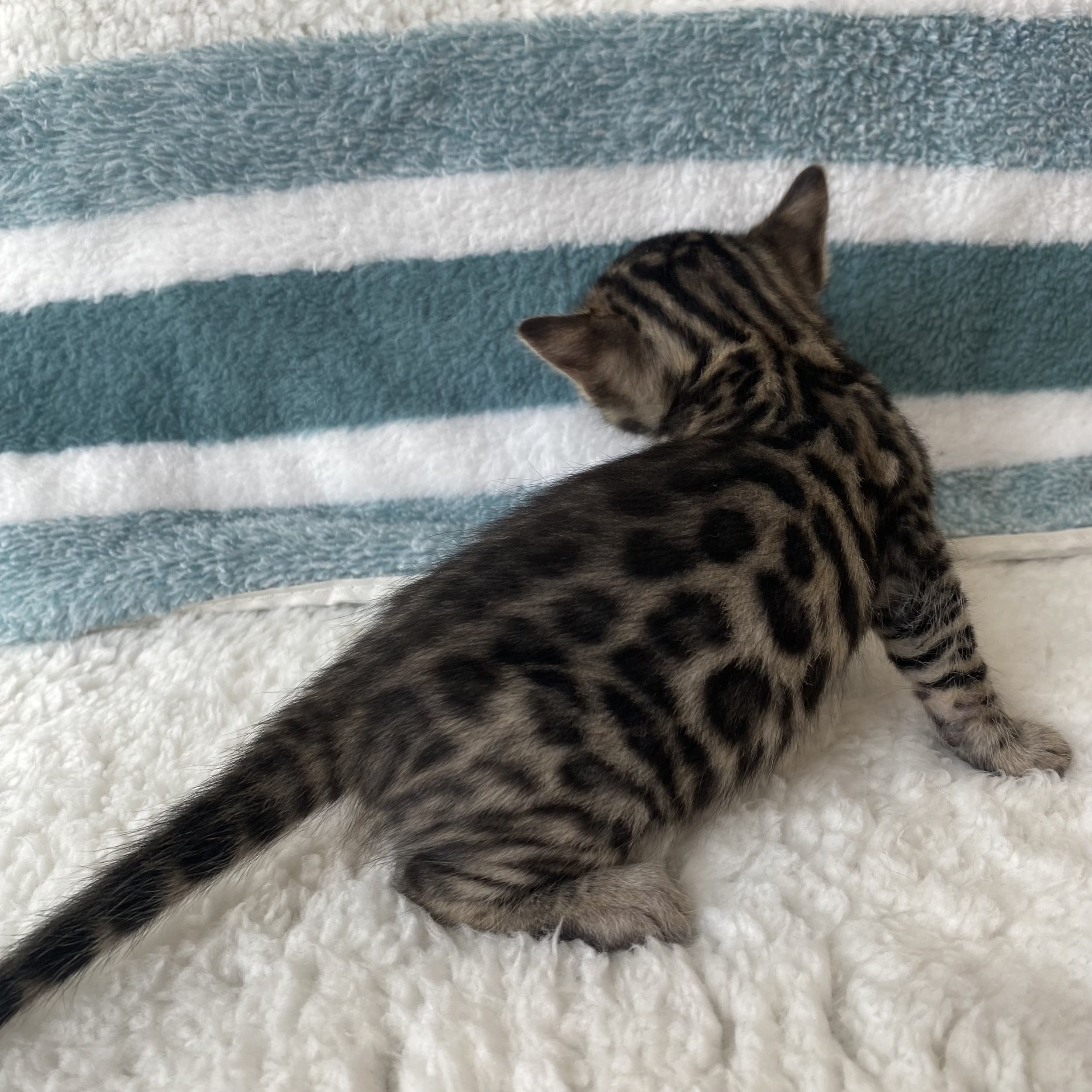 FullSizeRender 3.jpeg