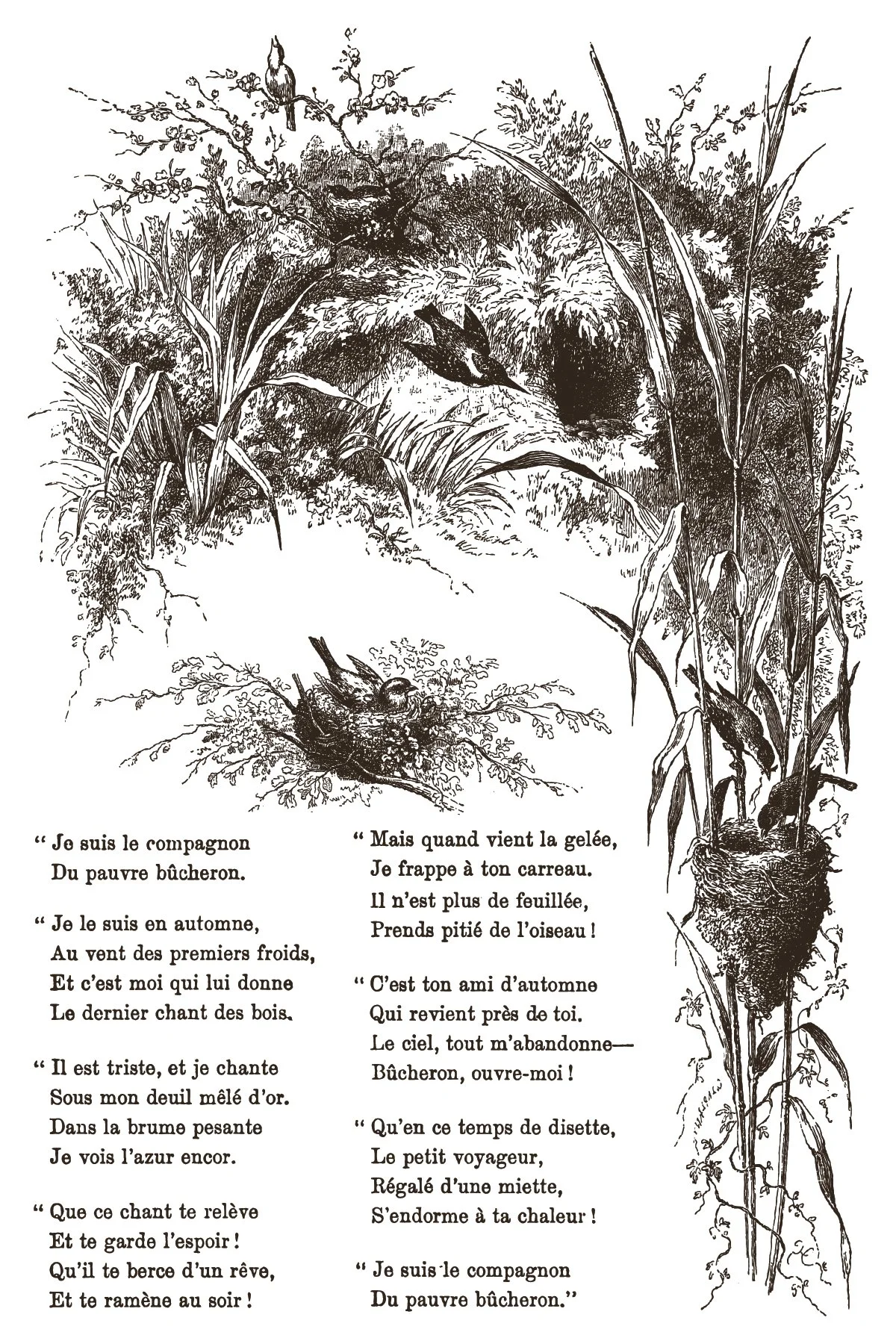 IOD-INL-LIT Little Lark artwork-06.jpg
