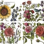 botanists3.jpeg
