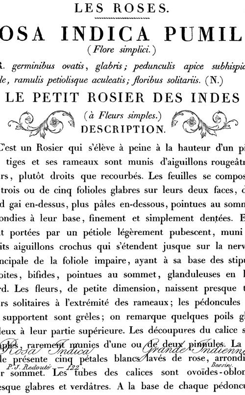 RETIRED - Le Petit Rosier Decor Transfer - (24x33)  - 1.00 shipping available