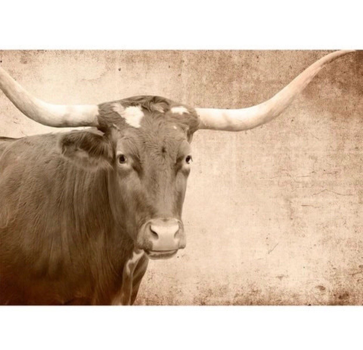 Texas Longhorn Decoupage Paper Mint by Michelle - Dollar Shipping Available