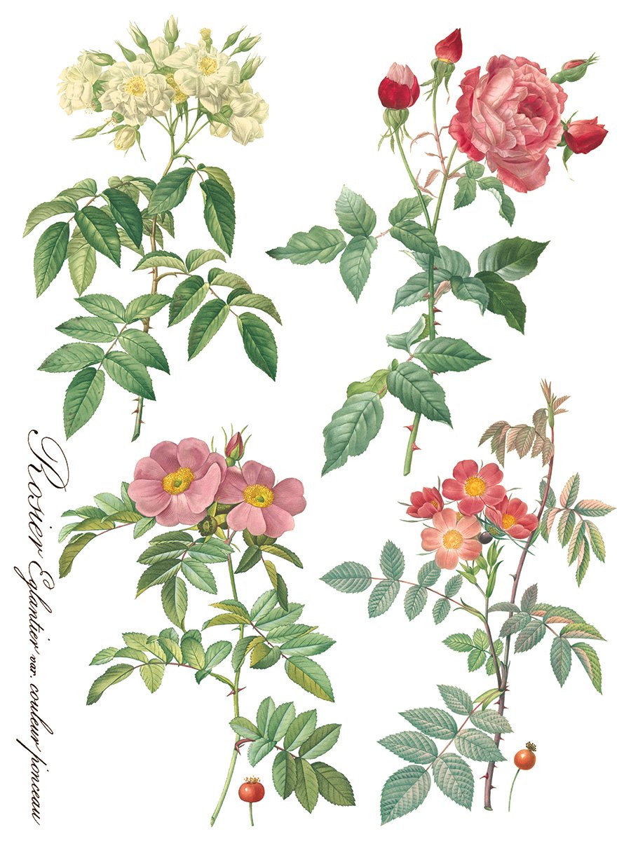 Copy of Rose Botanical page 7 sml.jpg