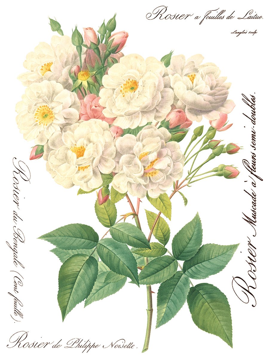 Copy of Rose Botanical page 1 sml.jpg