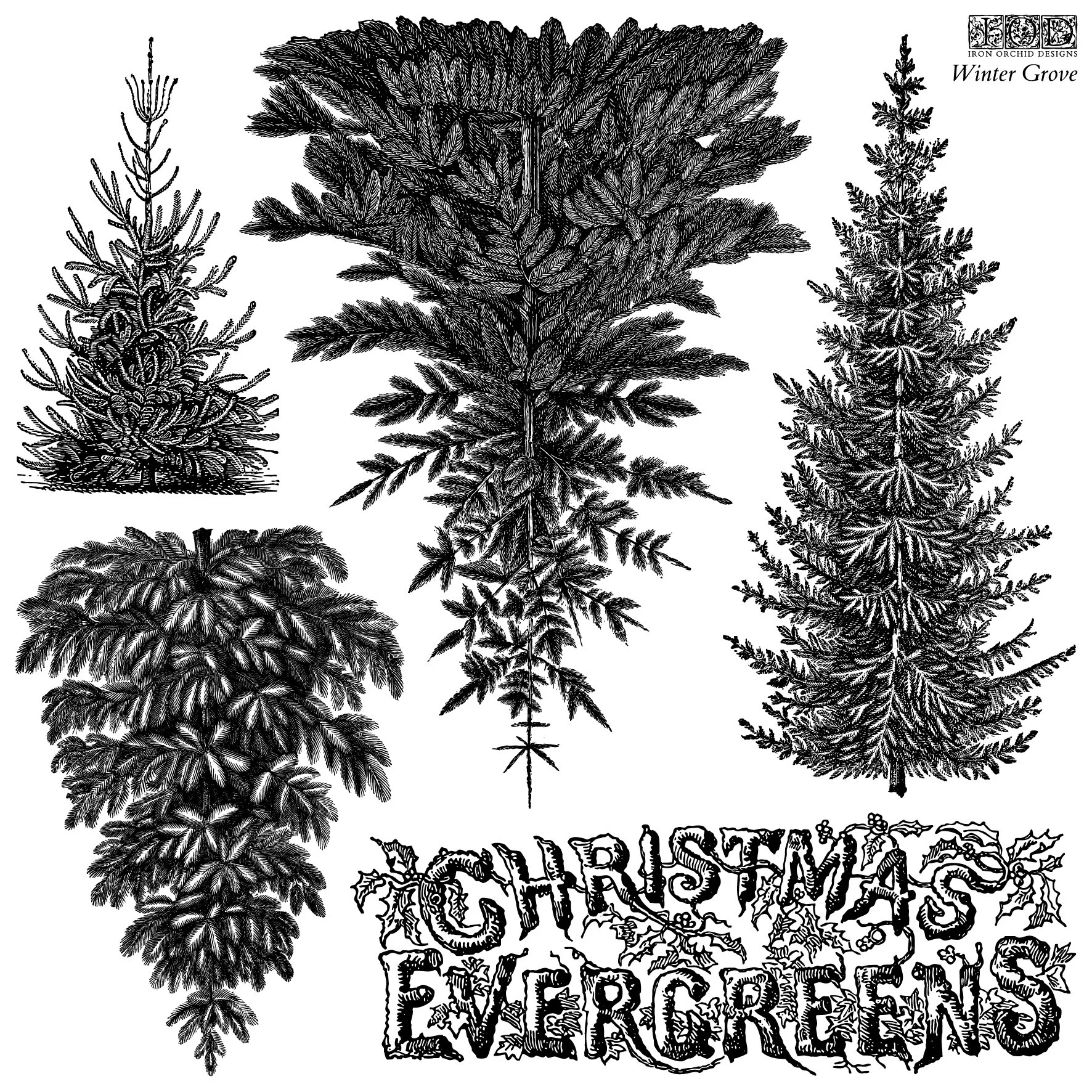 IOD-STA-WIG Winter Grove artwork.jpg