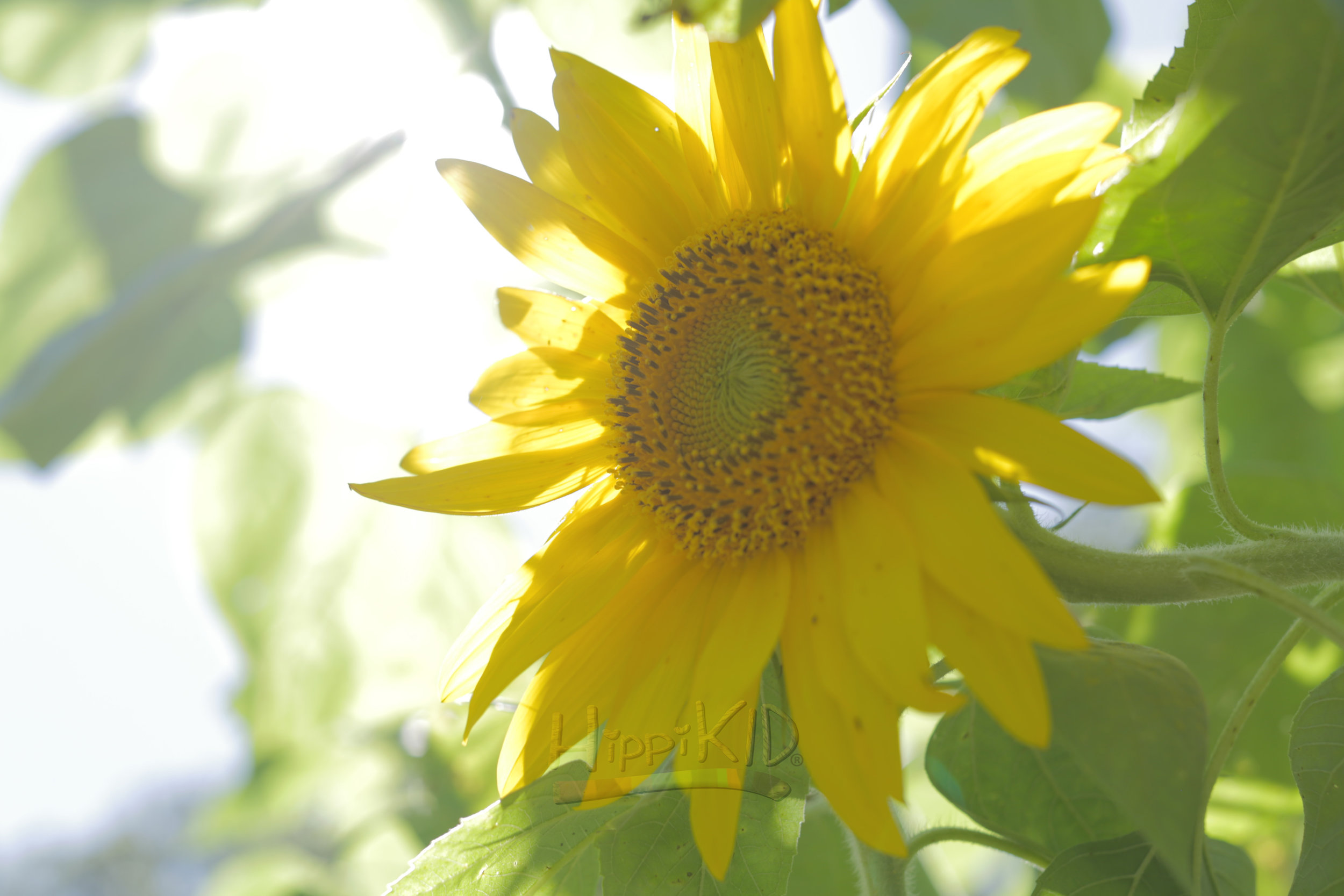 9U8A9060_sunflower2_wm.jpg