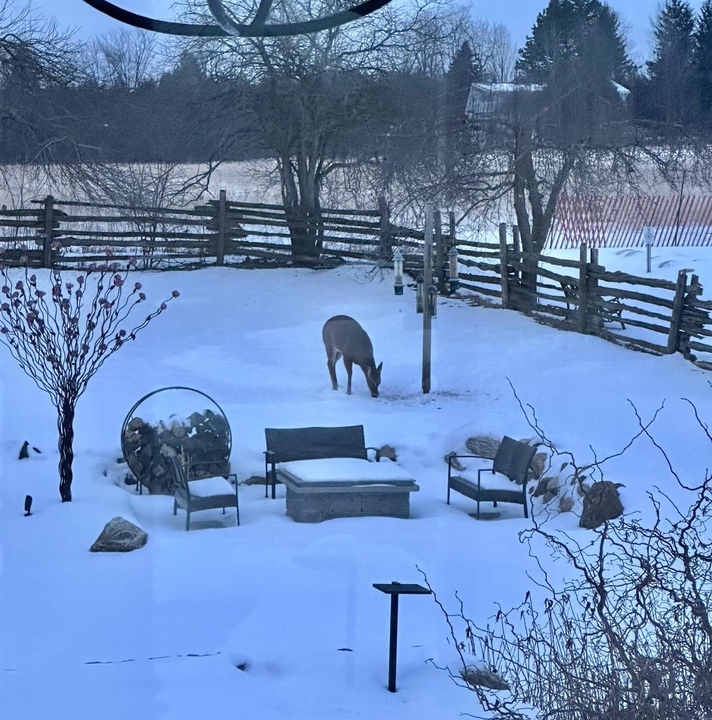 Good morning ! Woke up to a deer noshing on bird seed in our yard.