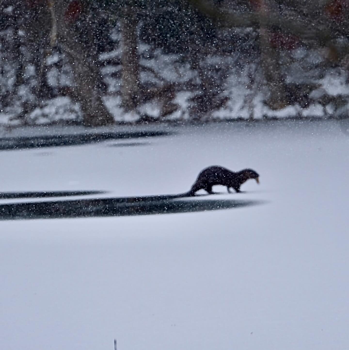 Although I was grumbling last week about the cold snowy weather, it did allow me to notice two otters sliding and playing around on the thin ice that had formed. I'd never seen otters here at the farm before! They were so cute and very curious, comin
