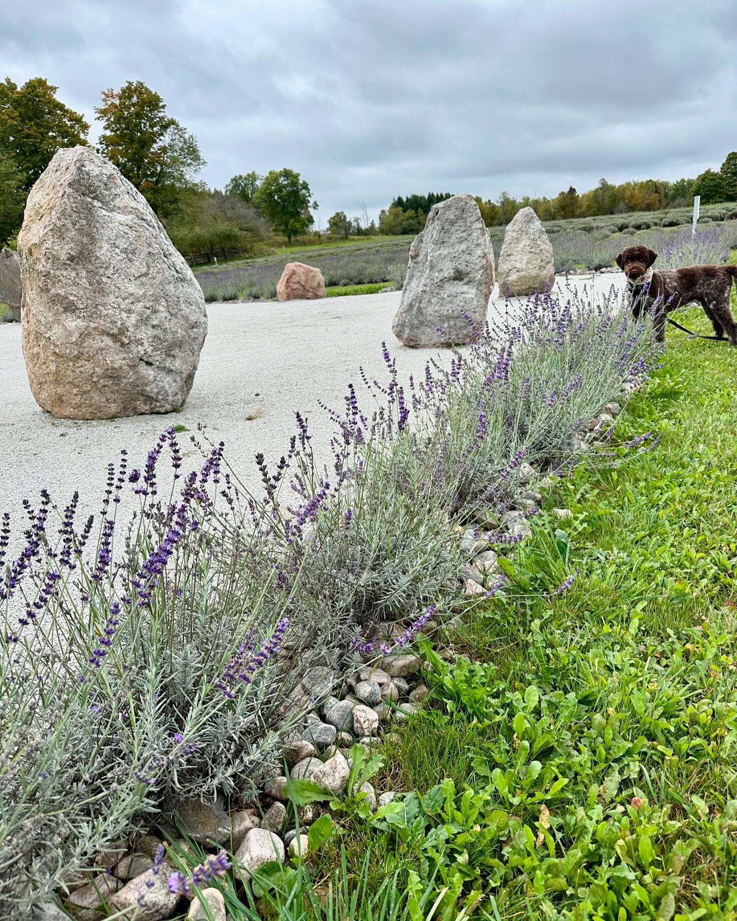 It's been such a funny growing season this year. I have French Lavender that is blooming a second time. It is not supposed to do that...