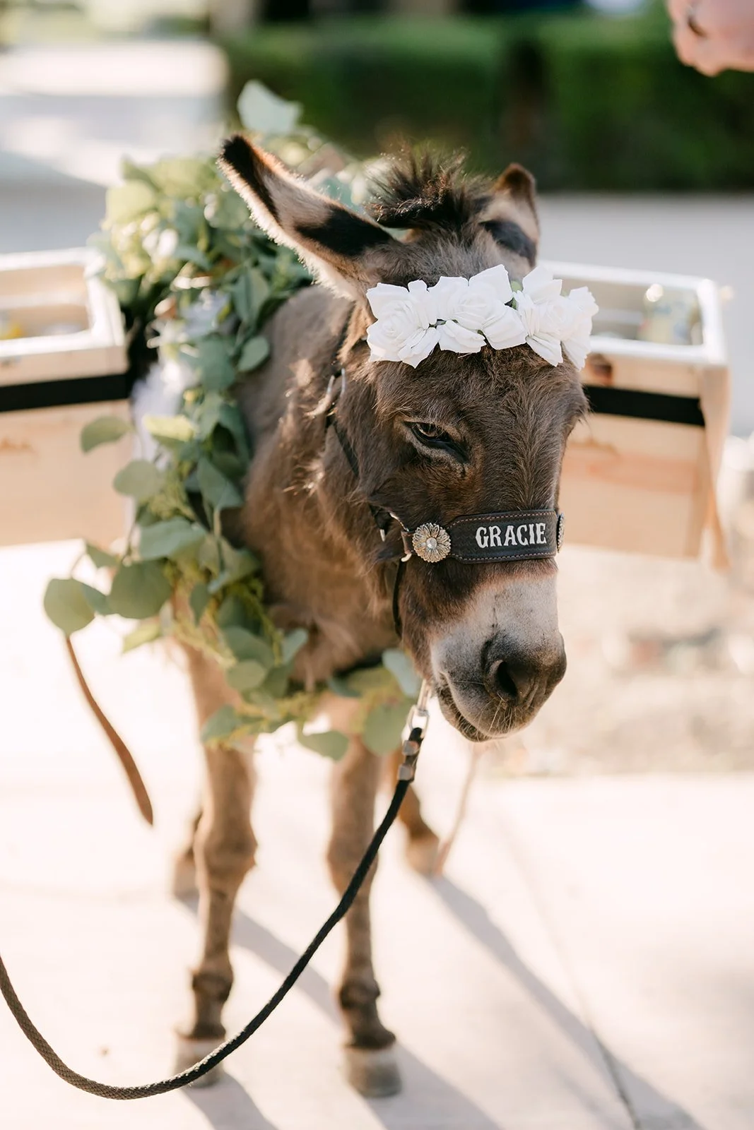 Close detail of the beer donkey in its flower crown.